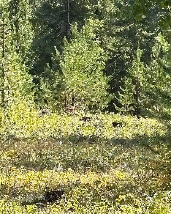 1.65-Acre Vacant Lot Near Tiger Slough – Perfect for RV or Home