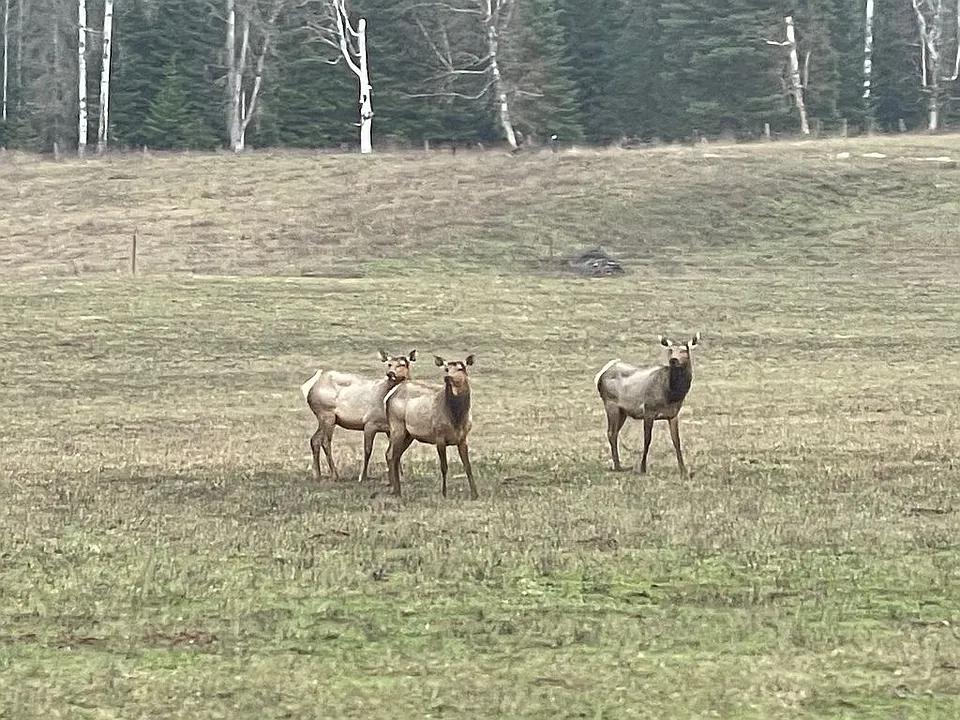 1.65-Acre Vacant Lot Near Tiger Slough – Perfect for RV or Home