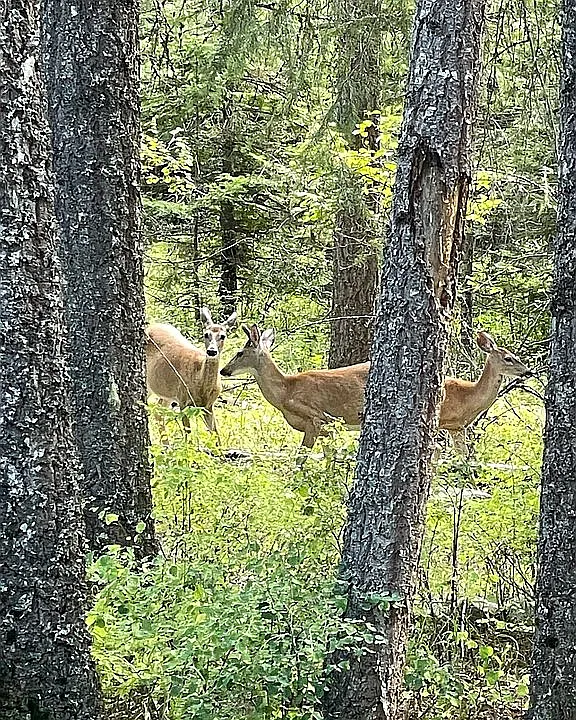 1.65-Acre Vacant Lot Near Tiger Slough – Perfect for RV or Home